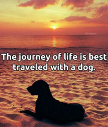 The journey of life is best traveled with a dog. 